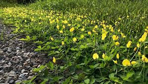 Image result for Arachis