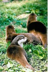 All free photos have cc0 license which means that you can use them in commercial and. Otters Free Photo Copyrightfreephotos Com All Photos Copyright And Royalty Free Otters Animal Pictures Animals