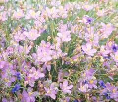 Image result for Chironia