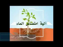 آلية امتصاص الماء ـ خواص فيزيائية ـ الانتشار ـ الأسموزية ـ النفاذية ـ التشرب Youtube