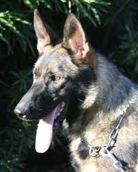 Follow zo@zogsd use #gsdstagram to be featured!. Sigi Sable German Shepherd Male For Sale Tucson Zauberberg