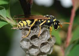 So instead, try these suggestions to prevent wasps buzzing around your head and into. How To Get Rid Of European Paper Wasps Control Facts Etc