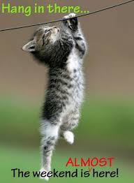 Happy Friday Eve Funny Animals Animal Hospital Animals The best gifs are on giphy. happy friday eve funny animals