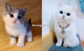 Wallpaper kucing lucu dan imut 2016 plormoon tips source. 15 Jenis Kucing Imut Saat Bayi Lengkap Dengan Gambar Burungnya Com