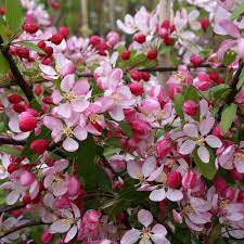 Camilla thorogood, the original owner, started the business at the request of the wickaninnish inn. Malus Floribunda Crab Apple Tree In 2021 Crabapple Tree Apple Tree Flowers Flowering Crabapple Tree