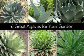 Well you're in luck, because here they come. Agave Plants Growing Care And Use In The Landscape And Indoors