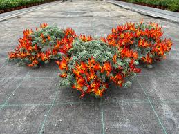 Image result for Lotus berthelotii