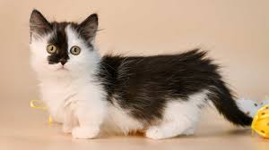 Check spelling or type a new query. Cats With Short Legs Munchkin Cats Other Small Leg Breeds