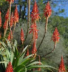 Image result for Aloe carnea