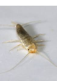 This guide will offer tips on how to get rid of silverfish naturally and how to prevent them coming back. Know How To Get Rid Of Silverfish With Pest Controllers Usa