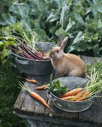 Sweet Shady Lane Garden Farm Animals Farm Animals