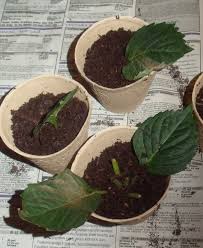 I got this from lalbagh and was curiously waiting for it to. How To Propagate Hydrangeas From Cuttings A Little Slice