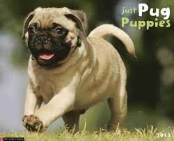 Pug Puppies: Buy Pug Puppies by unknown at Low Price in India ...