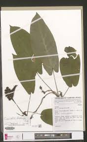 Image result for Cercestis congensis