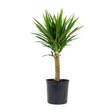 We did not find results for: Pot 27 Cm Houseplant Easy Maintenance Yucca Elephantipes Height 100 Cm Garden Outdoors Indoor Plants