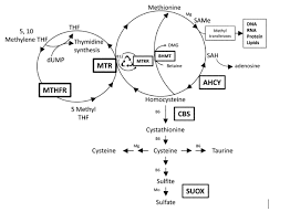 Part 3 Homocysteine The Bhmt Pathway Because