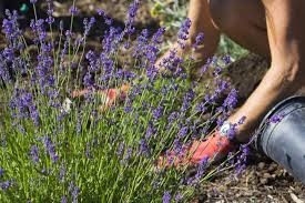Allerdings eignet sich nicht jeder standort und nicht jede sorte zum auspflanzen. Lavendel Pflanzen So Funktioniert S Brigitte De