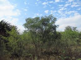 Image result for Drypetes mossambicensis