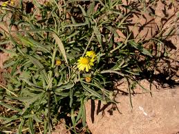 Image result for Senecio madagascariensis