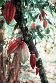 God'S Food In The Bible: Nourishing Your Body And Soul