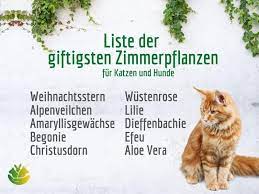 Zyklamen (auch als alpenveilchen bekannt) sind hübsche und pflegeleichte. Giftige Pflanzen Fur Katzen Hunde Die Du Als Tierbesitzer Kennen Solltest