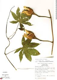 Image result for Merremia tuberosa