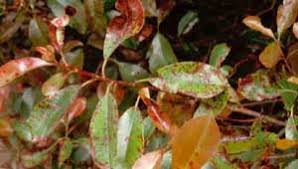 This disease is rarely deadly, although it does lessen the beauty of your photinia. Fraser Photinia Redtip Photinia Photinia X Fraseri