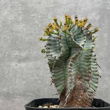 Image result for Euphorbia zambesiana