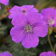Image result for Geranium