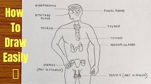 Central nervous system (cns) the cns is the brain and the spinal cord. How To Draw Diagram Of Central Nervous System Easily Step By Step Youtube