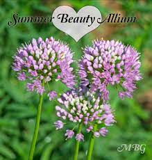 Summer Beauty Allium Flowers