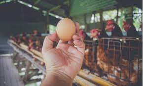 Telur ayam sebaiknya dipanen sehari sekali. Cara Berbisnis Ayam Petelur Yang Masih Menjanjikan Keuntungan Berlimpah Hingga Kini Cermati Com