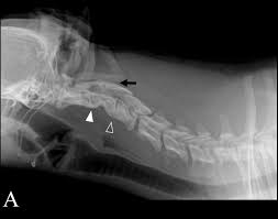 We did not find results for: Https Www Agriculturejournals Cz Publicfiles 84 2019 Vetmed Pdf