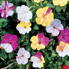 The flower depends on moths and butterflies for pollination. Broken Colors Four Oclock Flower Seeds