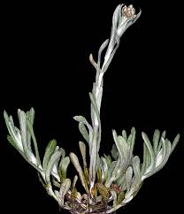 Image result for Pseudognaphalium luteo-album