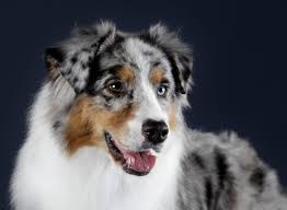 The miniature american shepherd was recognized by the american kennel club (akc) in 2015 and is the club's 186th breed. Australian Shepherd Charakter Haltung Pflege Zooplus