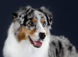 Nbt blue merle australian shepherd from gdańsk, poland born 02/10/17 follow my adventures! Australian Shepherd Charakter Haltung Pflege Zooplus