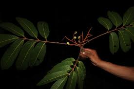 Image result for Burseraceae