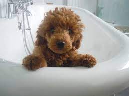 Medium size teddy bear goldendoodles for sale gorgeous goldendoddle f2 puppies for sale. What Is A Goldendoodle