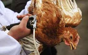 Ingin memiliki bisnis yang menjanjikan? Manajemen Vaksinasi Pada Ayam Petelur Poultry Indonesia