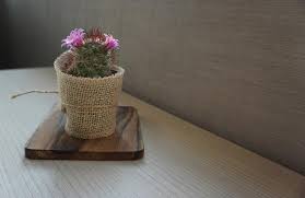 ¡los cactus traen muy buena suerte y tienen muchos beneficios! Tener Un Cactus En Casa Da Mala Suerte