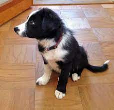 Robin Hood The Border Collie Border Collie Collie Animal Smile