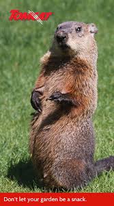 Maybe you would like to learn more about one of these? How To Keep Groundhogs Out Of The Yard And Garden Protect Garden Groundhog Yard