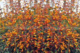 It thrives in full sun and proves its adaptability in nearly all conditions across colorado. Top 10 Drought Tolerant Plants For Colorado Resource Central