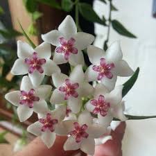 Hoya Plant How To Grow And Care For The Wax Plant Epic Gardening Hoya Plants Plants Hanging Plants