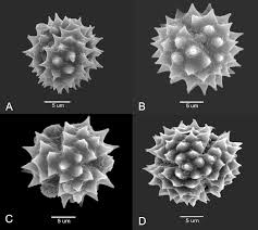 Image result for Stomatanthes