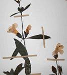 Image result for Barleria lancifolia