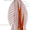 This is an online quiz called muscles of torso. 1