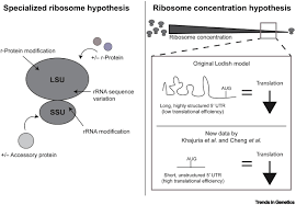 That is, they are vague changes that do not help pinpoint any particular cancer. Ribosomopathies Old Concepts New Controversies Trends In Genetics