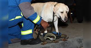 We did not find results for: Celebra El Dia Mundial Del Perro Con Los Mas Famosos De Mexico Angulo 7